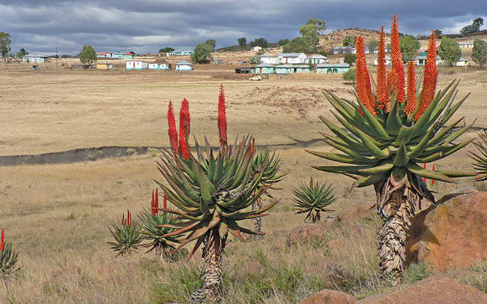 Aloe ferox: Photo by Mike Burgess