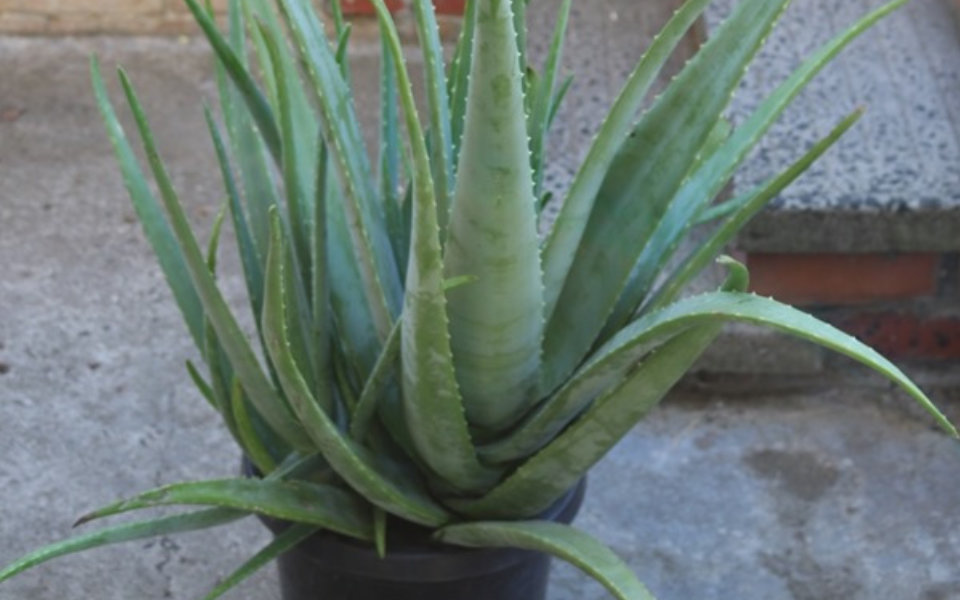 loe vera barbadensis var. miller. The TRUE aloe vera.