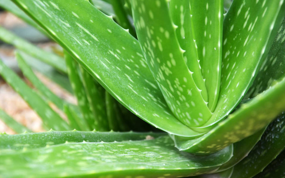 Inedible Aloe Vera Var Chinensis