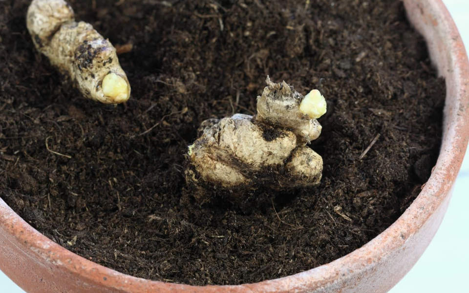 How to Grow Ginger at Your Home
